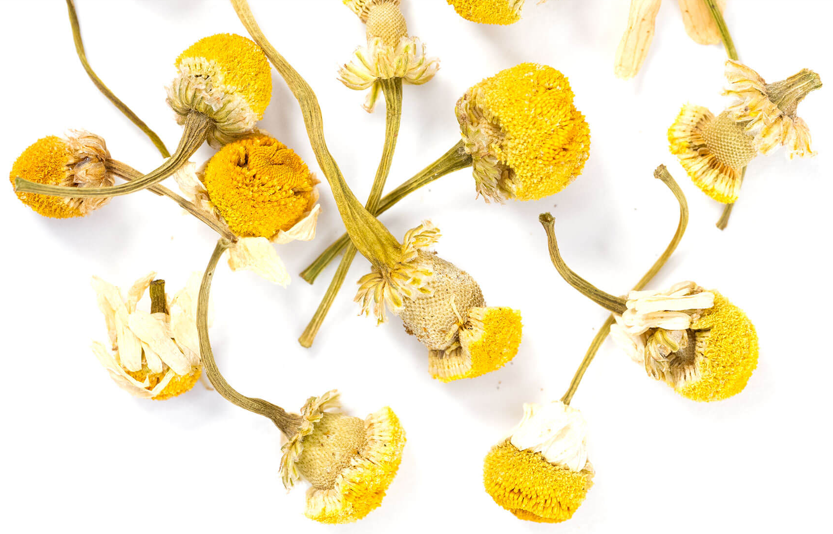 Chamomile